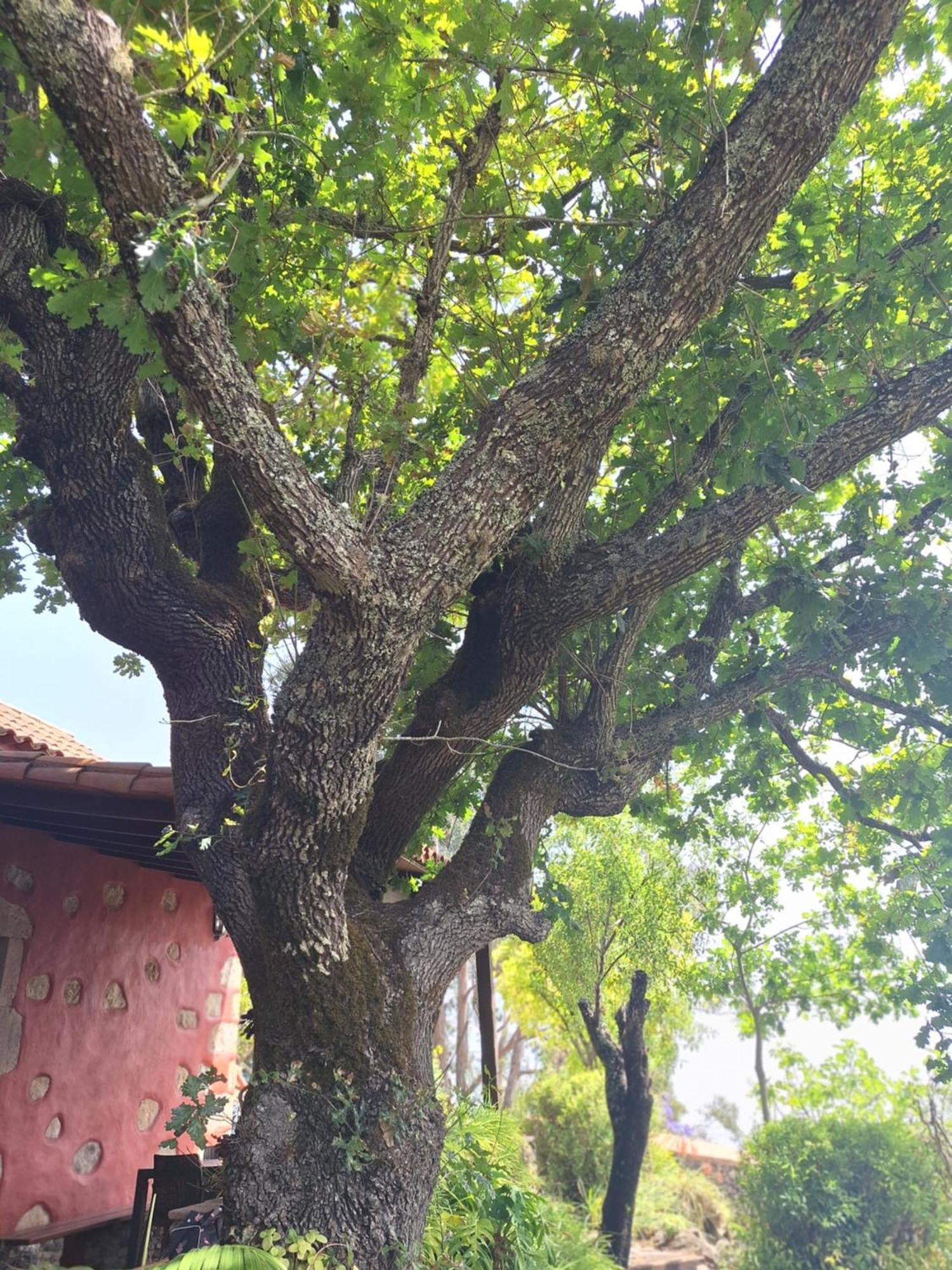 Casa Rural Con Piscina Privada El Roble Moya  Luaran gambar